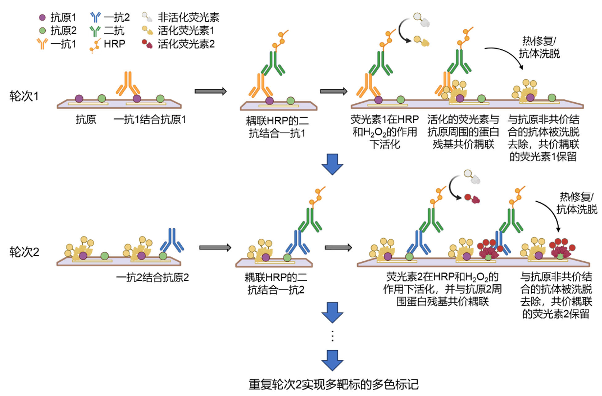 多重荧光免疫组化原理v3.png